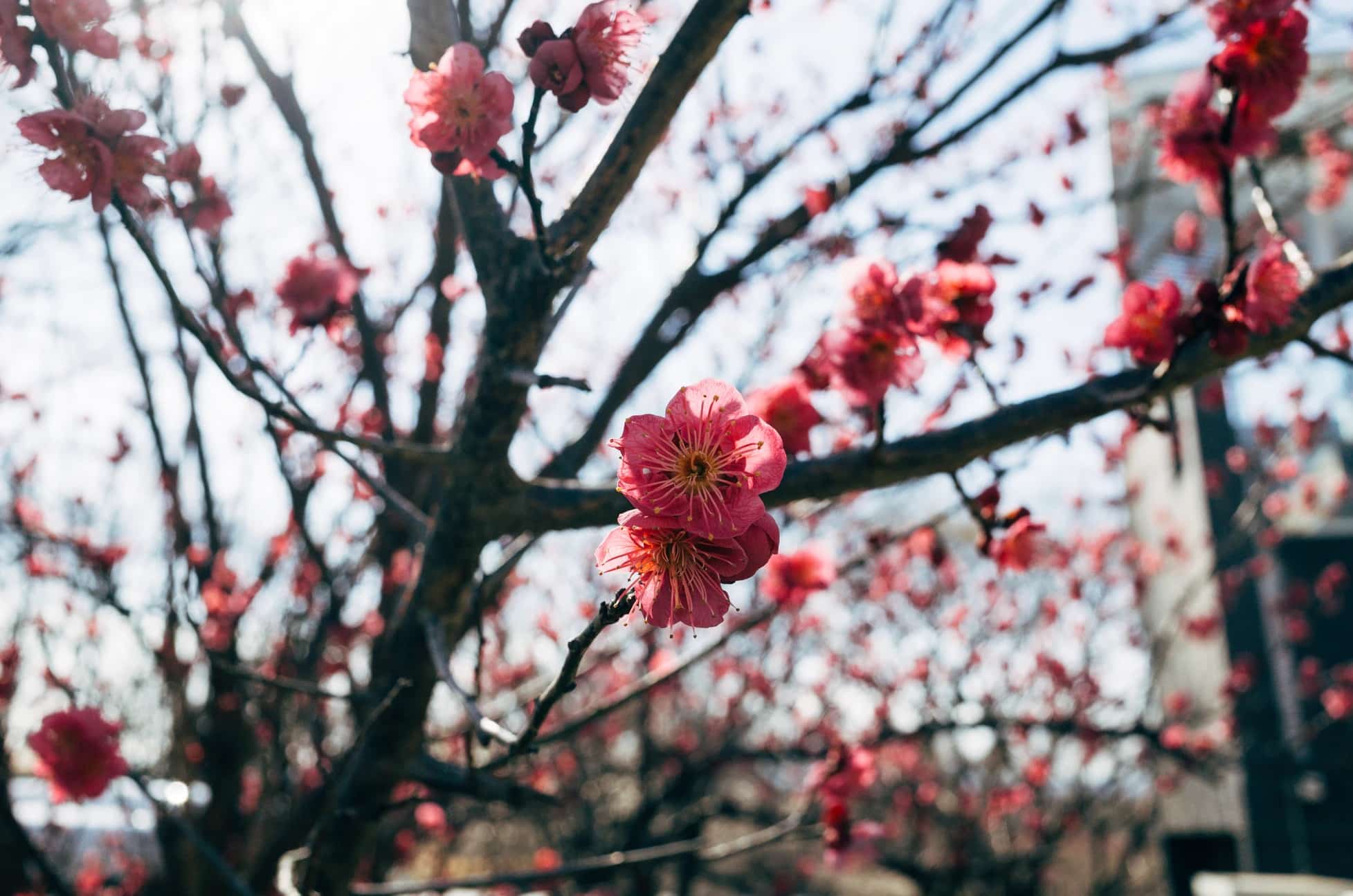 Cerisiers Du Japon