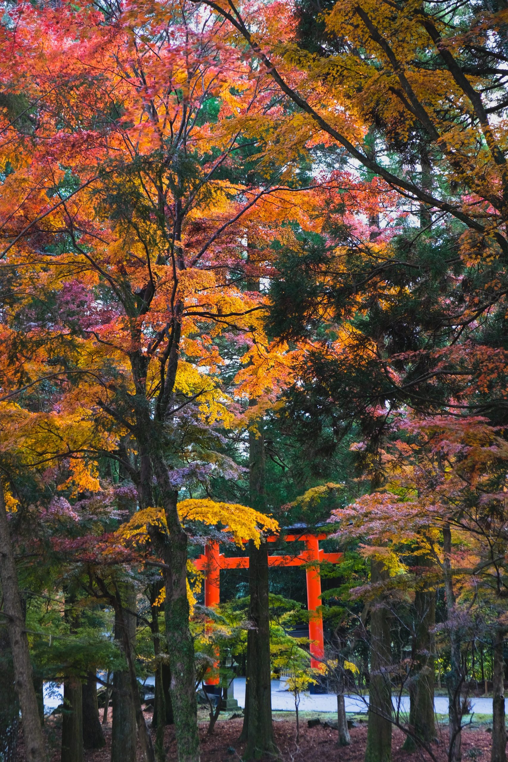 Erables Du Japon