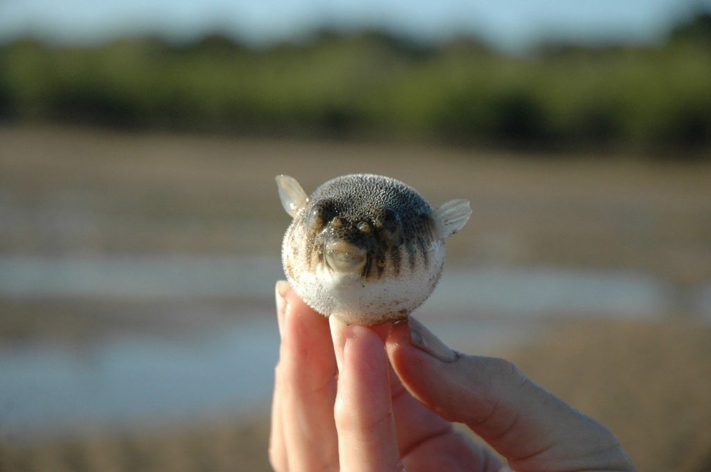 fugu