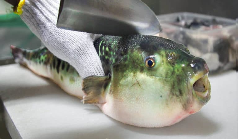 Le fugu : ce poisson est-il mortel ?