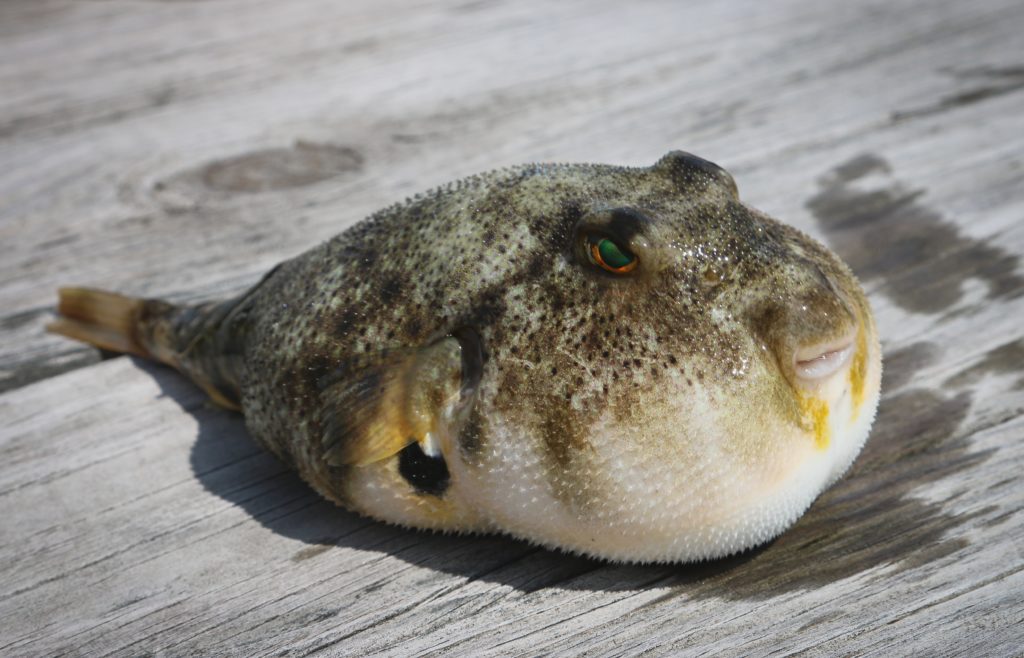 poisson fugu