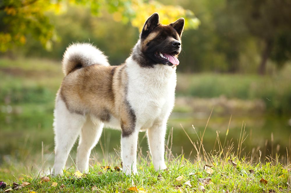 Akita Américain chien japonais