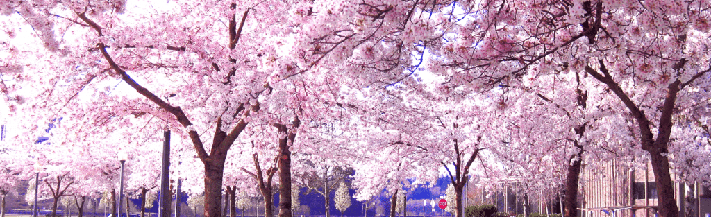 cerisier japon 