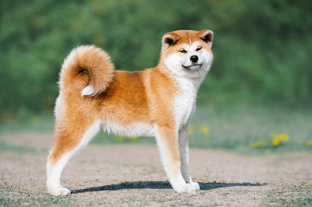 Akita Inu chien japonais