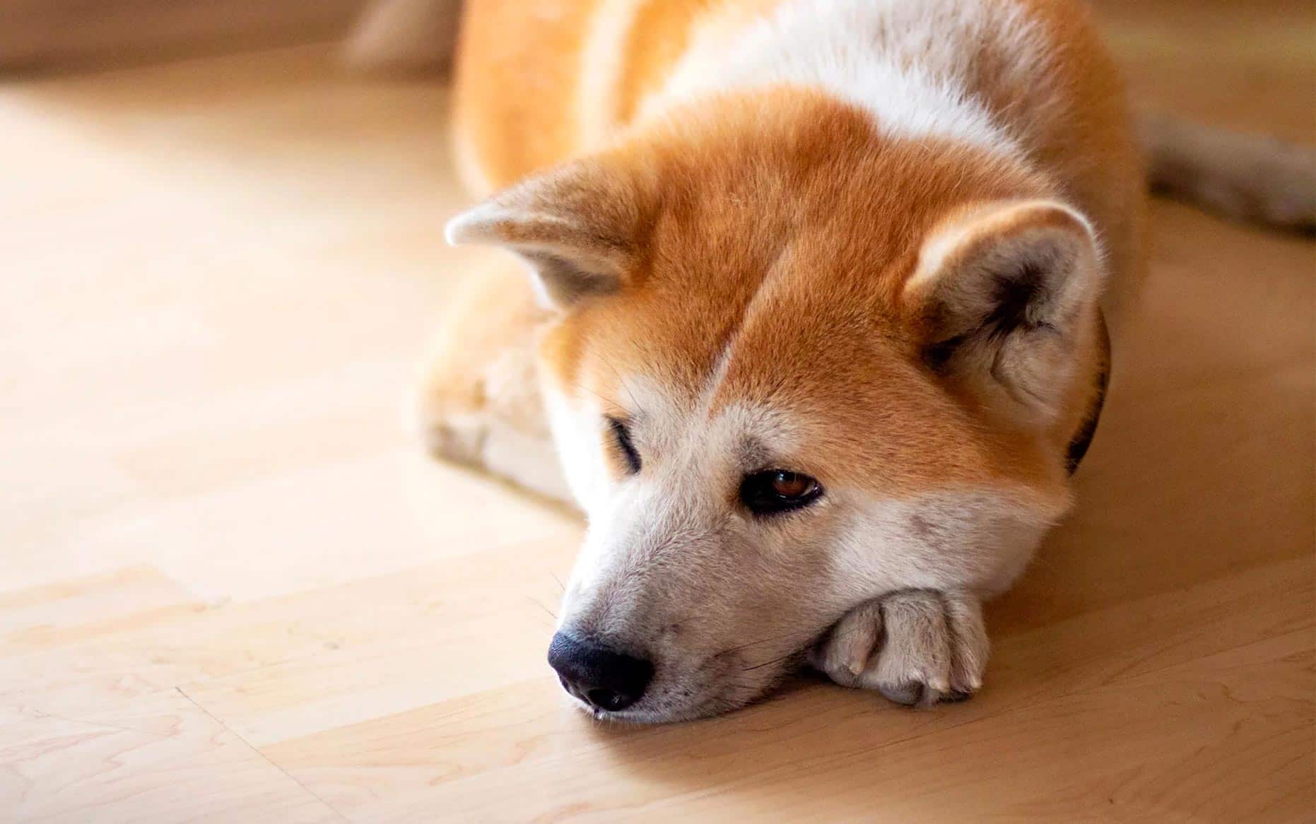 Choisir un chien japonais : les spécificités des races du Japon