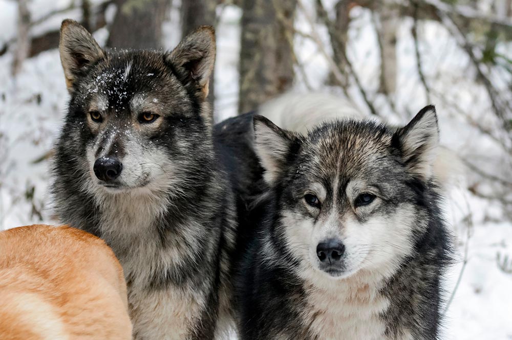 Husky de Sakhaline chien japonais