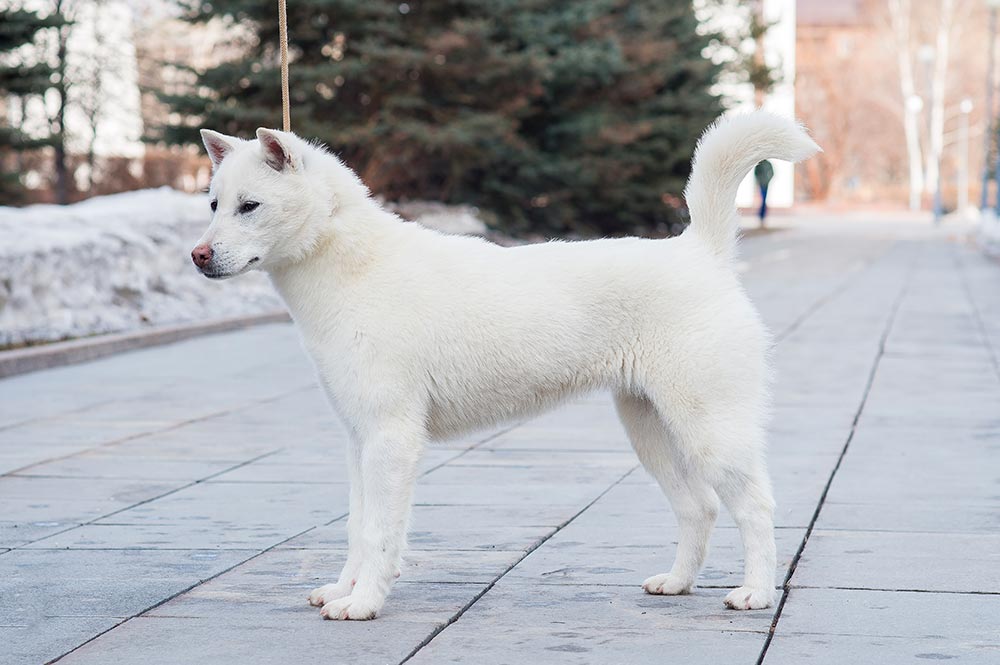 Kishu Inu chien japonais