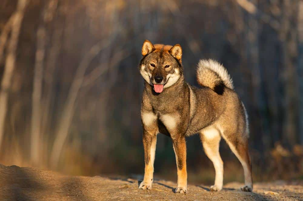 Le Shikoku chien japonais