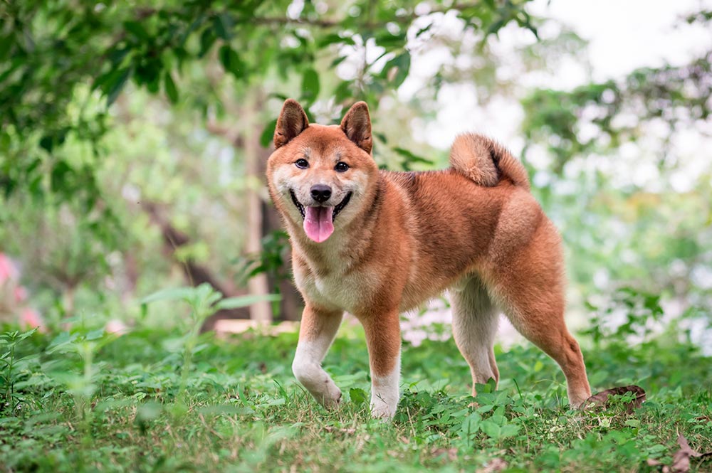 Shiba Inu chien japonais