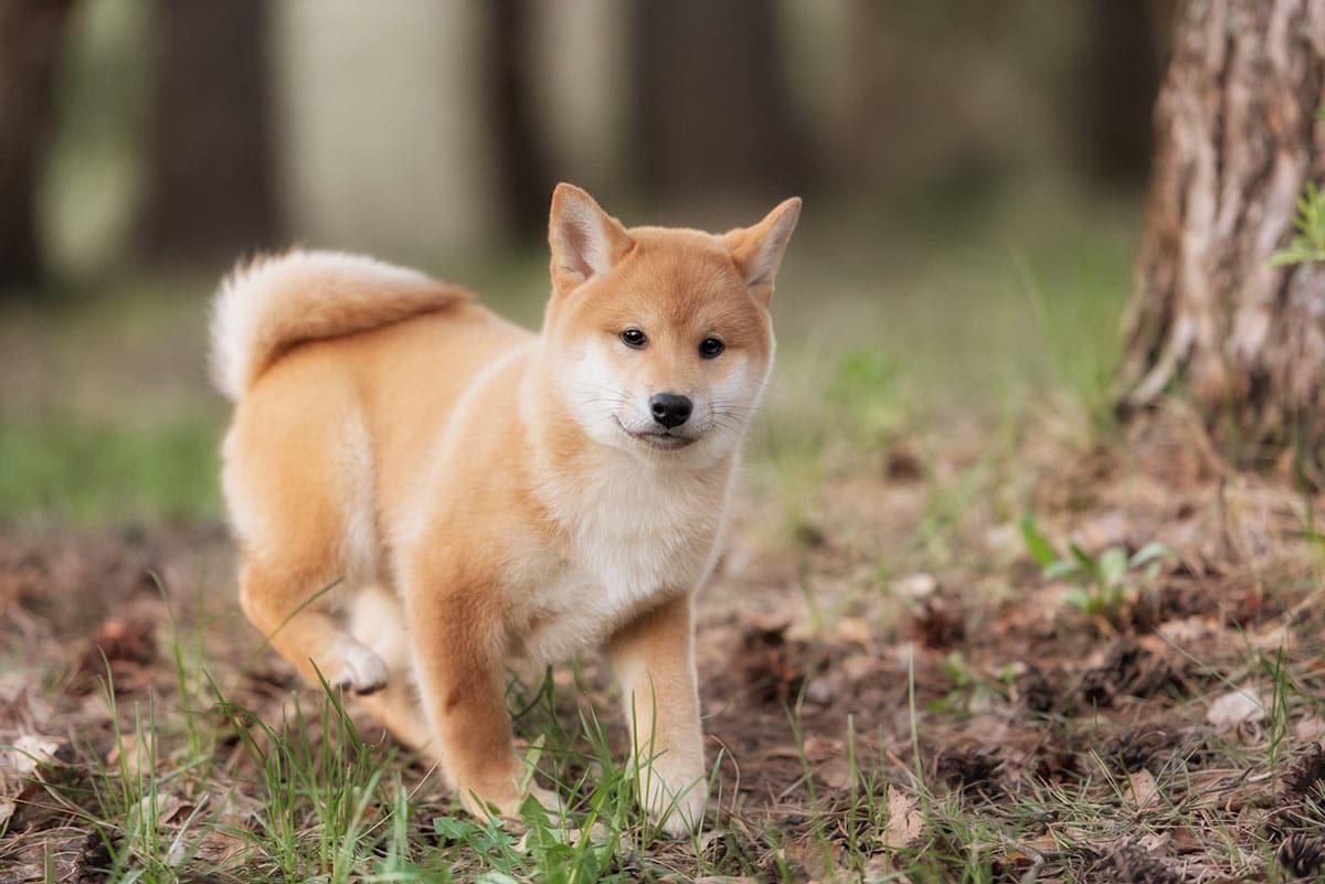 shiba inu