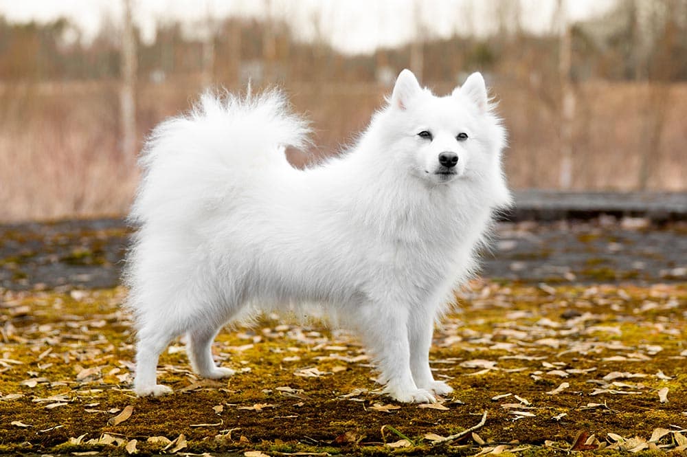 Spitz Japonais chien japonais