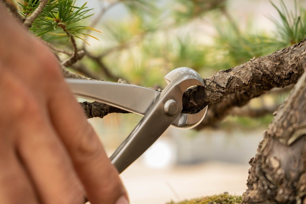 taille du bonsai