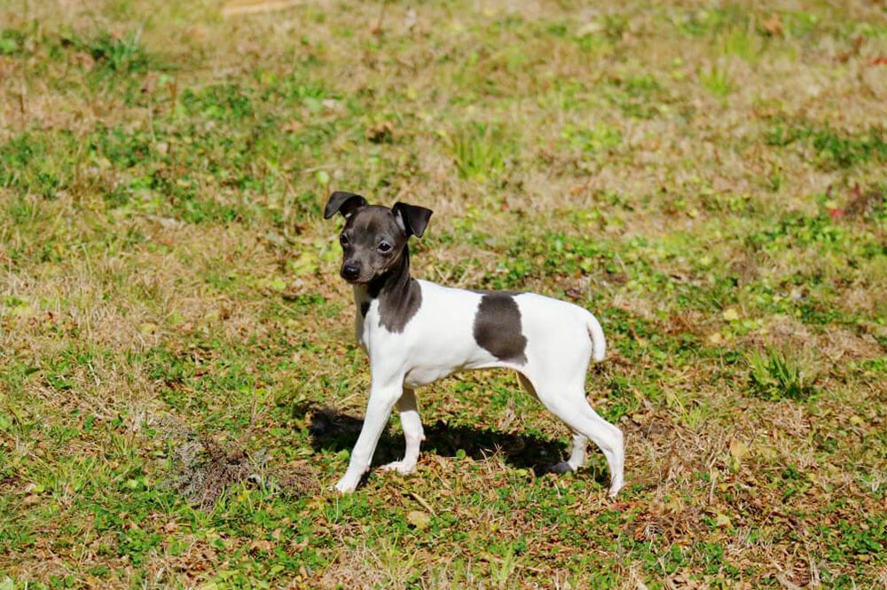 Terrier Japonais chien japonais