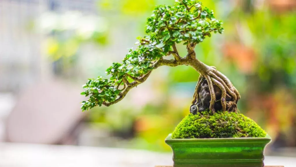 jardin japonais tout savoir bonsai