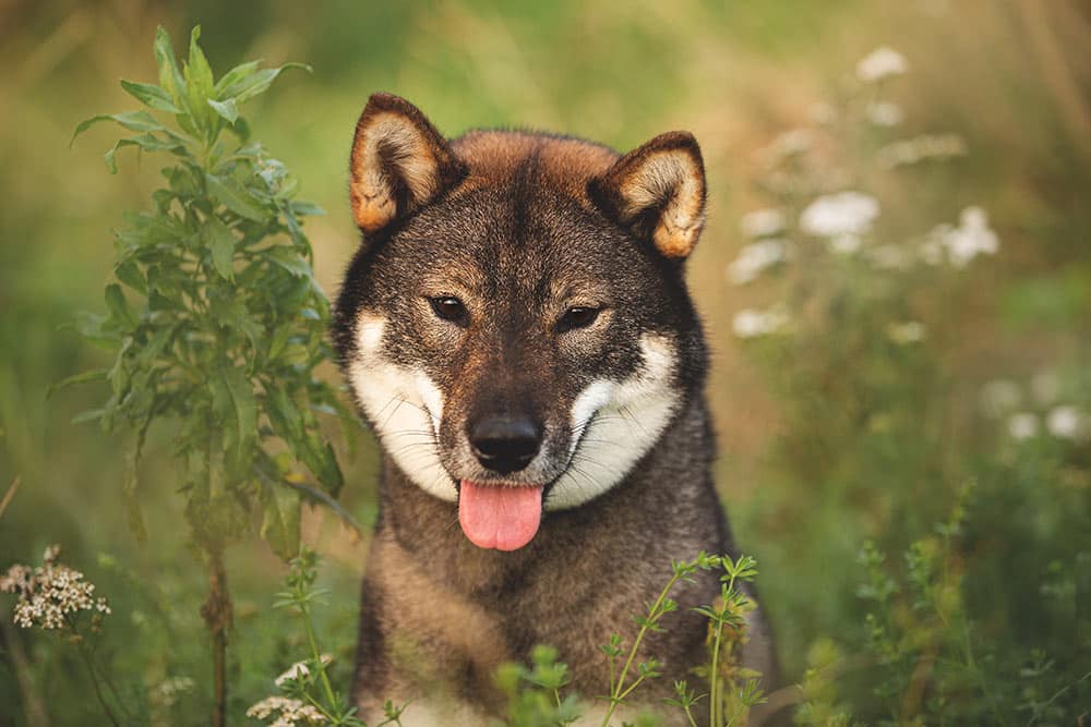 hokkaido ken chien japonais