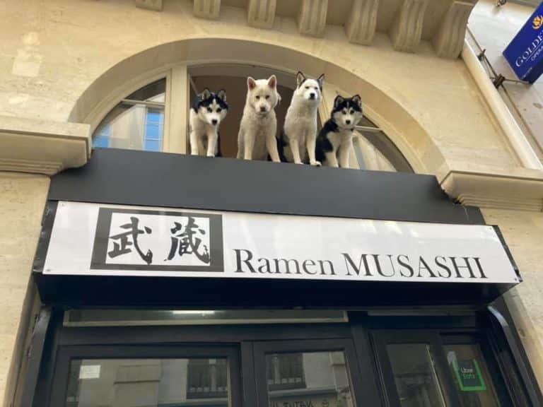 Ramen Musashi : Mangez vos nouilles avec des chiens