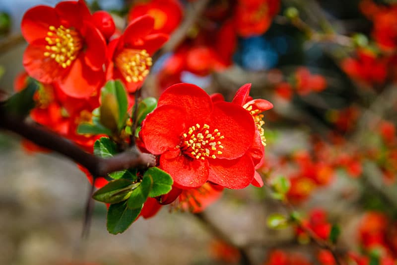 fleur de cognassier du japon