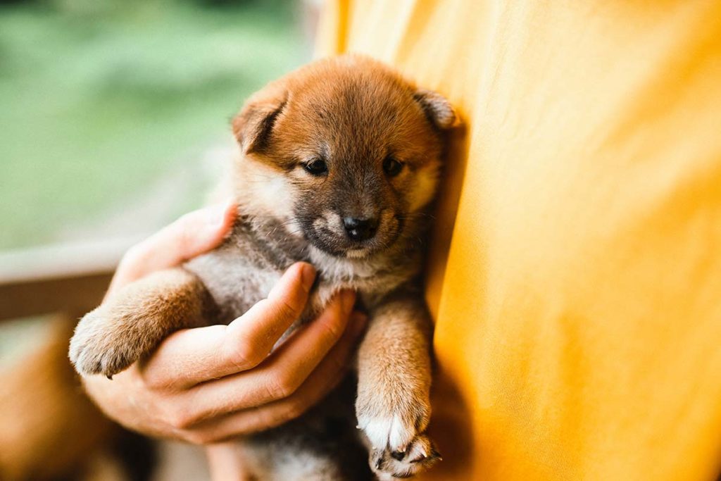 chiot shiba