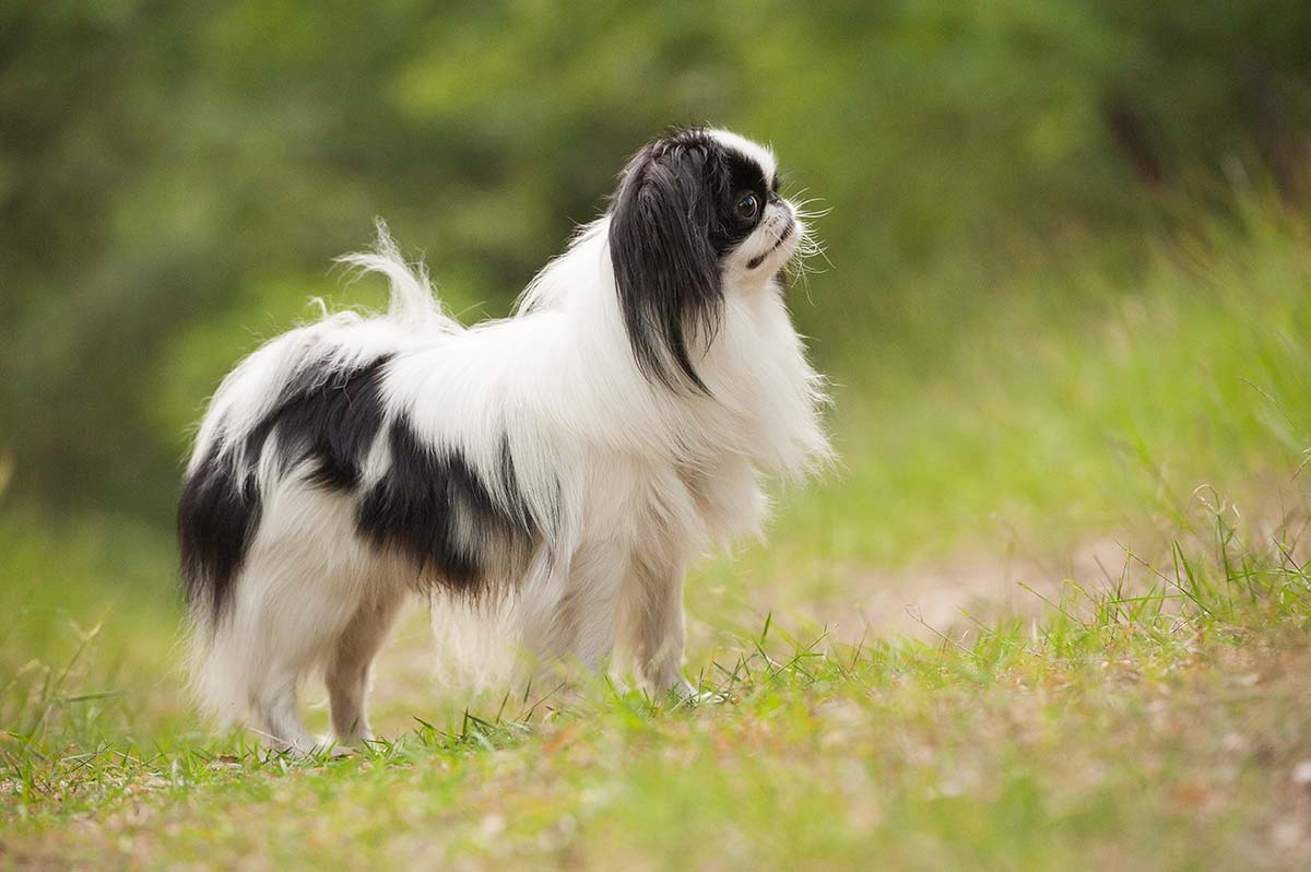 chien japonais epagneul japonais