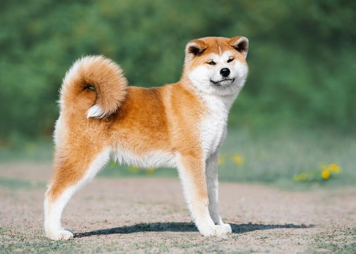 chien japonais