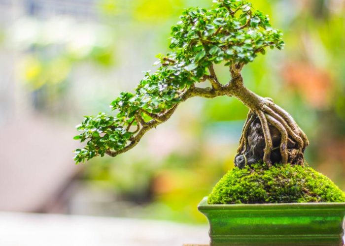 tout savoir bonsai